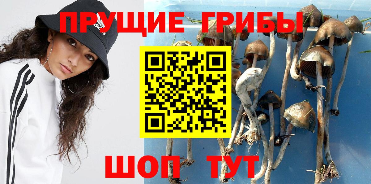 Сухой Лог  Галлюциногенные грибы GOLDEN TEACHER  Вход с VPN 
